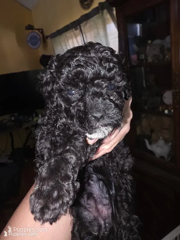 Bug – Poodle - Toy  puppy for sale in Madison, OH