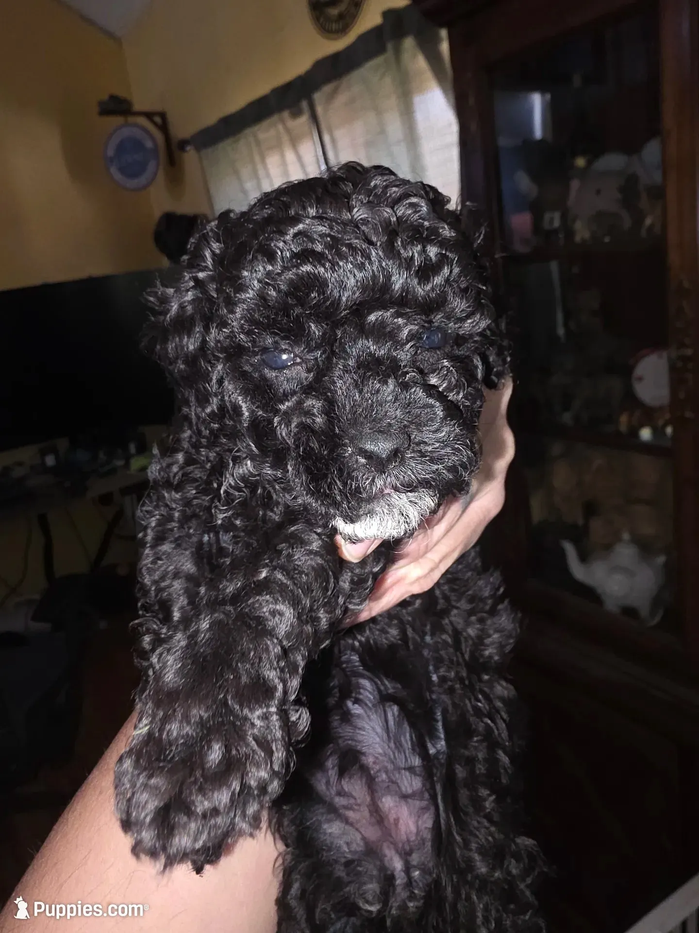 Bug, a female Poodle - Toy  for sale in Madison, OH – 1 of 2