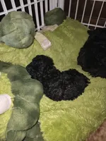 Bug, a female Poodle - Toy  for sale in Madison, OH – 2 of 2