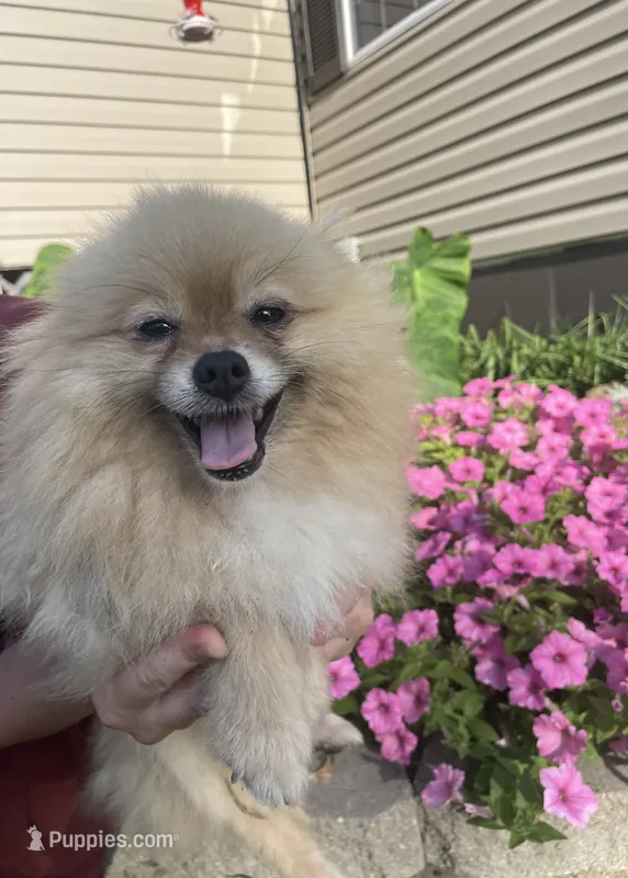 Hershey – Pomeranian puppy for sale in La Monte, MO