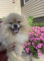 Hershey, a female Pomeranian for sale in La Monte, MO – 1 of 2