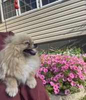 Hershey, a female Pomeranian for sale in La Monte, MO – 2 of 2