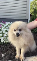 Smokey, a female Pomeranian for sale in La Monte, MO – 1 of 2