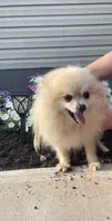 Smokey, a female Pomeranian for sale in La Monte, MO – 2 of 2