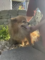 Rusty, a male Pomeranian for sale in La Monte, MO – 2 of 2