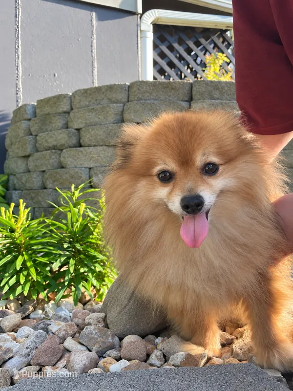 Rusty – Pomeranian puppy for sale in La Monte, MO