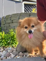 Rusty, a male Pomeranian for sale in La Monte, MO – 1 of 2
