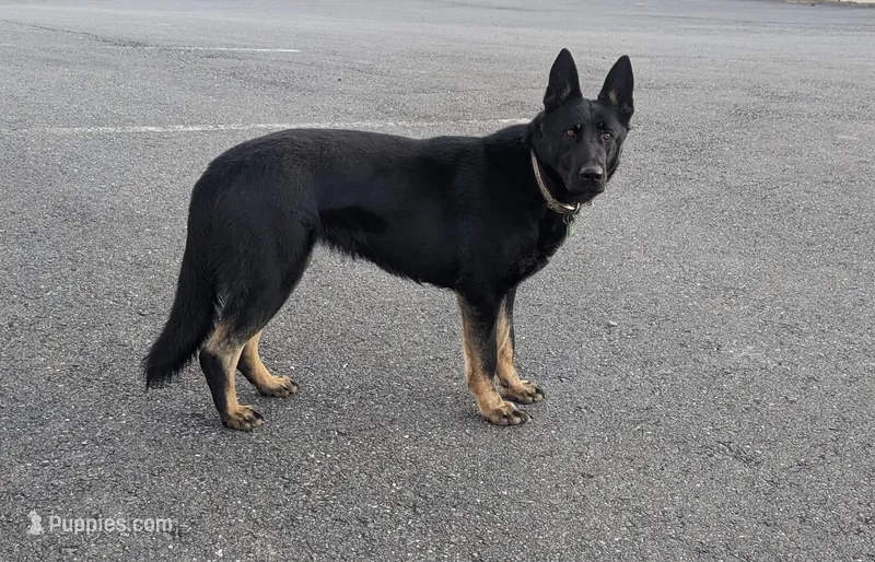 Holly, a female German Shepherd Dog for sale in Robesonia, PA – Photo 1 of 3