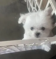 Mozzii, a male Maltese for sale in New Smyrna Beach, FL – 4 of 4