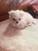 Snowball, a male Maltese for sale in New Smyrna Beach, FL – Photo 2 of 2