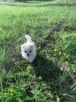 Mozzii, a male Maltese for sale in New Smyrna Beach, FL – 2 of 4