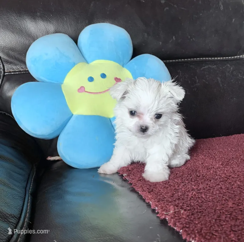 Snowball – Maltese puppy for sale in New Smyrna Beach, FL