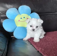 Snowball, a male Maltese for sale in New Smyrna Beach, FL – Photo 1 of 2