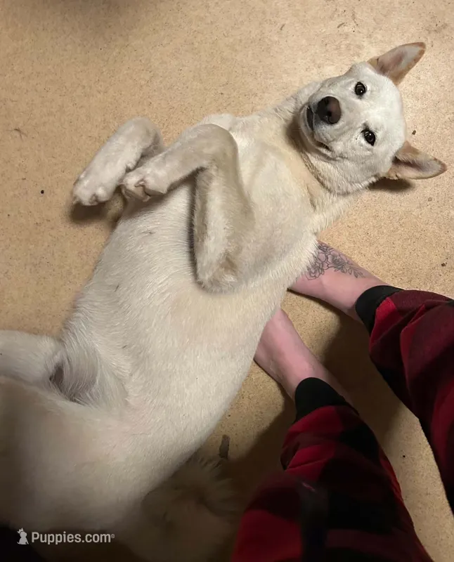 Ghost – Shiba Inu puppy for sale in Belle, MO