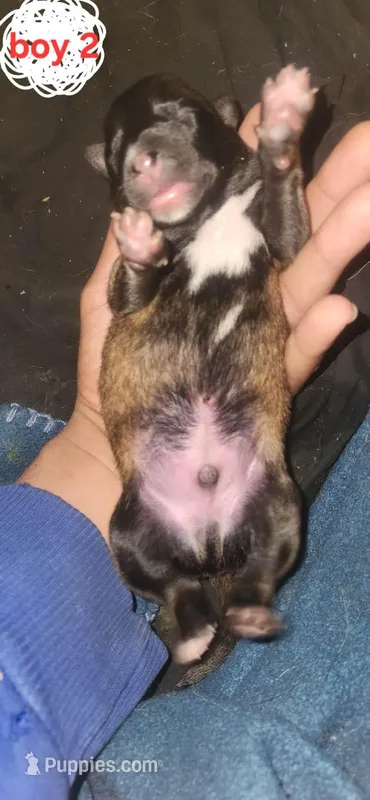 Male 1 – Belgian Malinois, Dutch Shepherd puppy for sale in Sacramento, CA