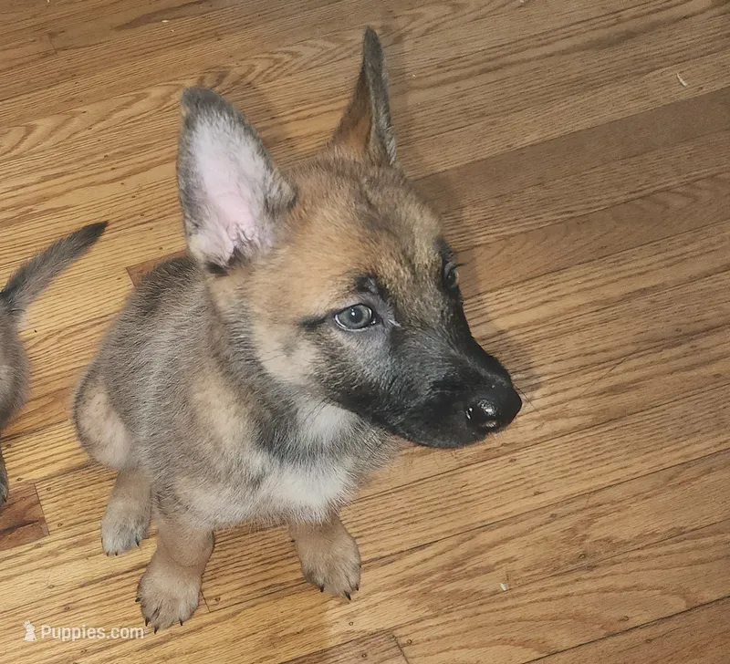 Girl 1 – Belgian Malinois, Dutch Shepherd puppy for sale in Sacramento, CA