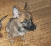 Girl 1, a female Belgian Malinois and Dutch Shepherd for sale in Sacramento, CA – 1 of 4