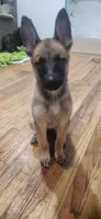 Girl 1, a female Belgian Malinois and Dutch Shepherd for sale in Sacramento, CA – 3 of 4