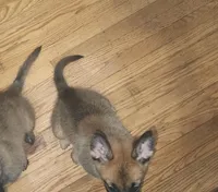 Girl 1, a female Belgian Malinois and Dutch Shepherd for sale in Sacramento, CA – 2 of 4