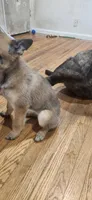 Girl 1, a female Belgian Malinois and Dutch Shepherd for sale in Sacramento, CA – 4 of 4