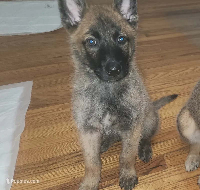 Male 2 – Belgian Malinois, Dutch Shepherd puppy for sale in Sacramento, CA