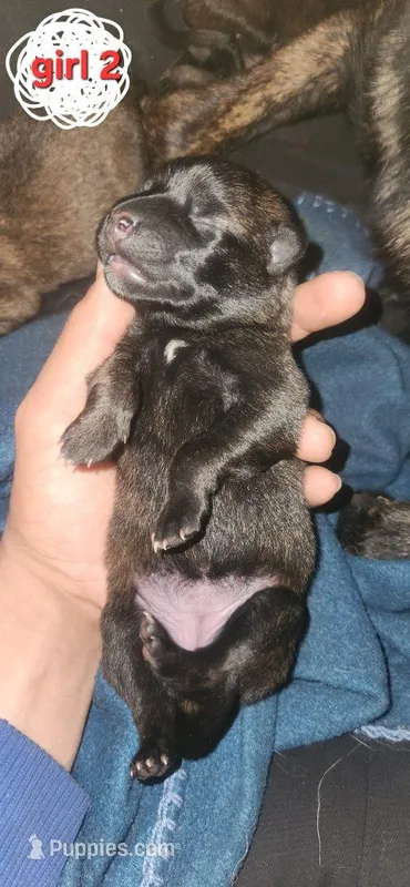 Girl 2 – Belgian Malinois, Dutch Shepherd puppy for sale in Sacramento, CA