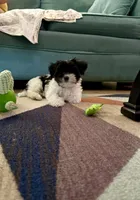 Oreo, a male Shih Tzu and Yorkshire Terrier for sale in Stockbridge, GA – 5 of 6
