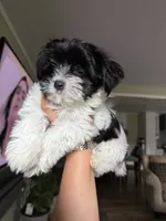 Oreo, a male Shih Tzu and Yorkshire Terrier for sale in Stockbridge, GA – 1 of 6