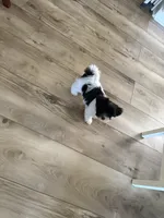 Oreo, a male Shih Tzu and Yorkshire Terrier for sale in Stockbridge, GA – 3 of 6