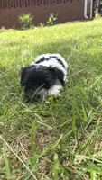 Oreo, a male Shih Tzu and Yorkshire Terrier for sale in Stockbridge, GA – 4 of 6