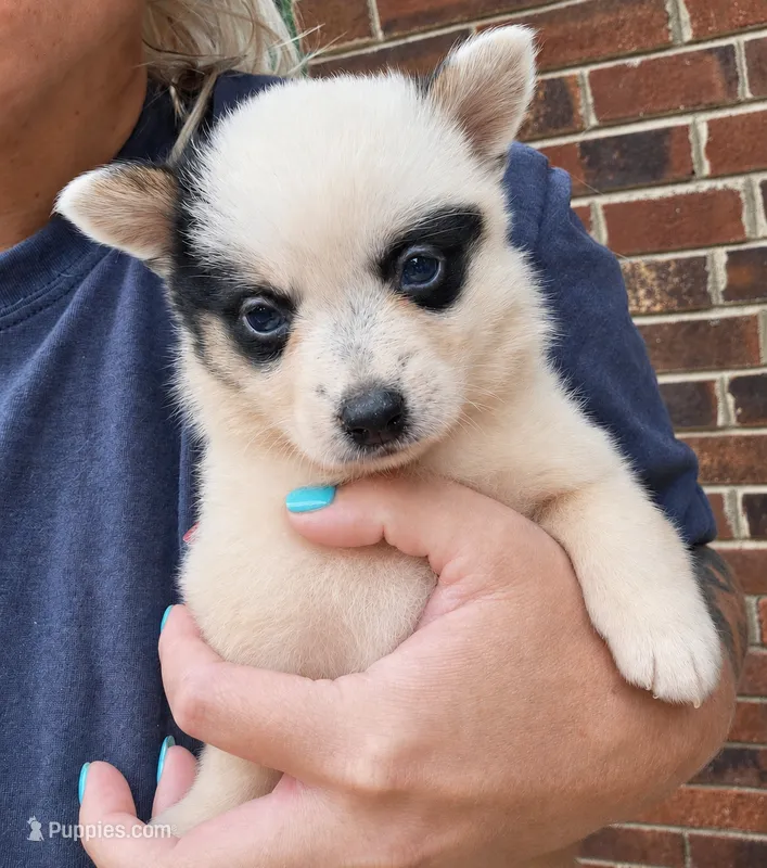 Panda – Australian Cattle Dog, Pembroke Welsh Corgi puppy for sale in Greensboro, NC