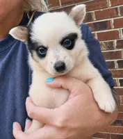 Panda, a male Australian Cattle Dog and Pembroke Welsh Corgi for sale in Greensboro, NC – 1 of 3