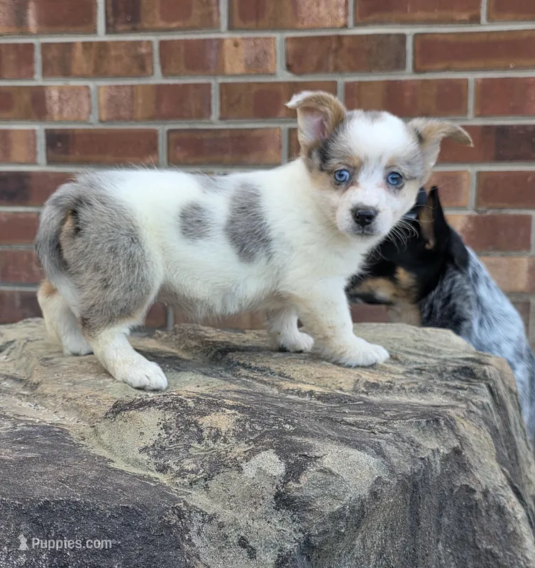Sienna  – Australian Cattle Dog, Pembroke Welsh Corgi puppy for sale in Greensboro, NC