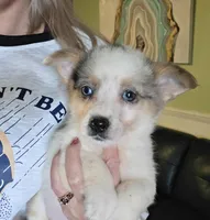 Sienna , a female Australian Cattle Dog and Pembroke Welsh Corgi for sale in Greensboro, NC – Photo 1 of 2