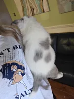 Sienna , a female Australian Cattle Dog and Pembroke Welsh Corgi for sale in Greensboro, NC – Photo 2 of 2