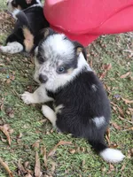 Queenie, a female Australian Cattle Dog and Pembroke Welsh Corgi for sale in Greensboro, NC – 2 of 2