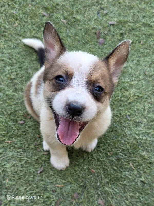 Tater – Australian Cattle Dog, Pembroke Welsh Corgi puppy for sale in Greensboro, NC