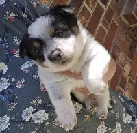 Tilly, a female Australian Cattle Dog and Pembroke Welsh Corgi for sale in Greensboro, NC – Photo 4 of 5