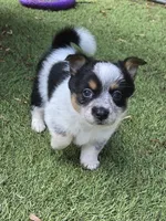 Tilly, a female Australian Cattle Dog and Pembroke Welsh Corgi for sale in Greensboro, NC – Photo 1 of 5