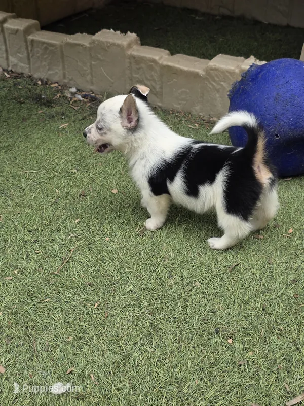 Princess – Australian Cattle Dog, Pembroke Welsh Corgi puppy for sale in Greensboro, NC