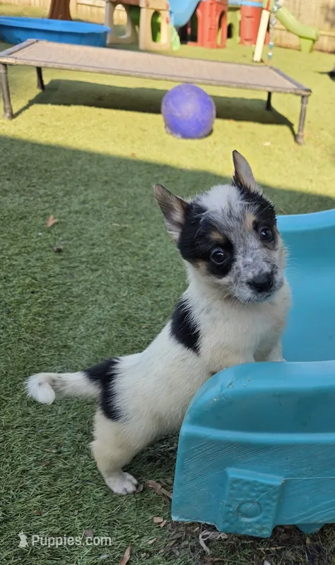 Sister – Australian Cattle Dog, Pembroke Welsh Corgi puppy for sale in Greensboro, NC
