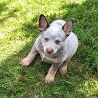 Prince (miniature), a male Australian Cattle Dog for sale in Greensboro, NC – Photo 4 of 4