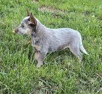 Prince (miniature), a male Australian Cattle Dog for sale in Greensboro, NC – Photo 2 of 4
