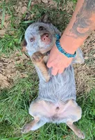 Prince (miniature), a male Australian Cattle Dog for sale in Greensboro, NC – Photo 1 of 4