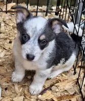 Bluie, a male Australian Cattle Dog and Pembroke Welsh Corgi for sale in Greensboro, NC – Photo 3 of 6