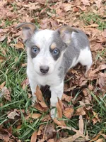 Bluie, a male Australian Cattle Dog and Pembroke Welsh Corgi for sale in Greensboro, NC – Photo 1 of 6