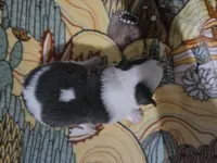 Bluie, a male Australian Cattle Dog and Pembroke Welsh Corgi for sale in Greensboro, NC – Photo 6 of 6