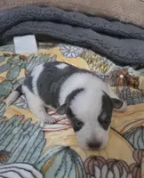 Bluie, a male Australian Cattle Dog and Pembroke Welsh Corgi for sale in Greensboro, NC – Photo 5 of 6