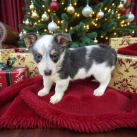 Bluie, a male Australian Cattle Dog and Pembroke Welsh Corgi for sale in Greensboro, NC – Photo 2 of 6