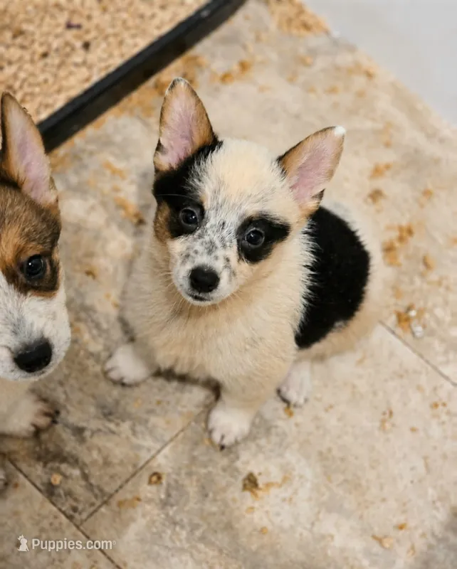 Panda – Australian Cattle Dog, Pembroke Welsh Corgi puppy for sale in Greensboro, NC